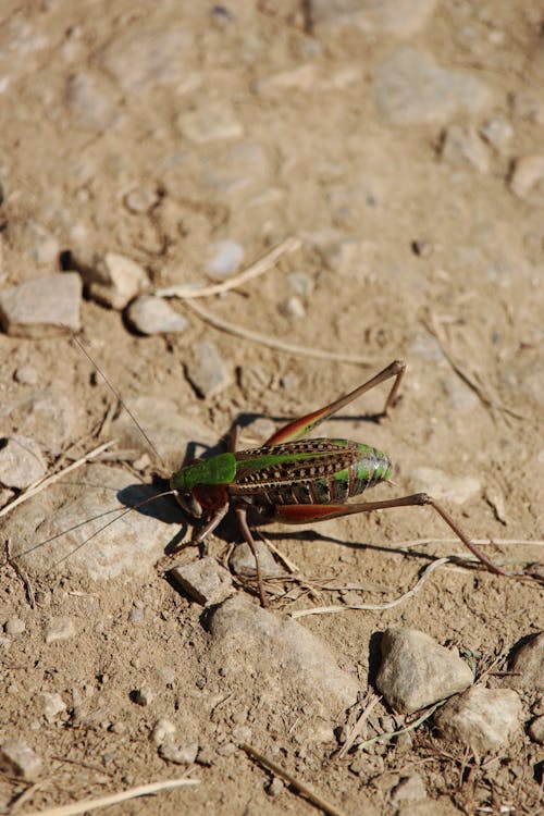 A green and red bug on the ground