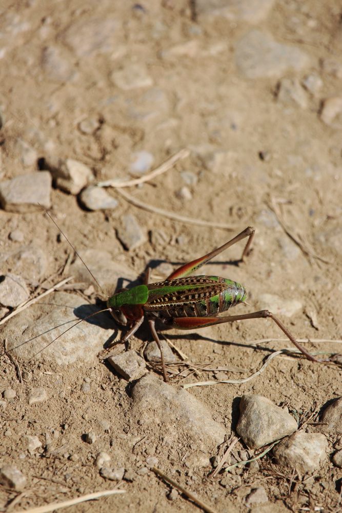 Cricket Insect Photos, Download The BEST Free Cricket Insect Stock ...