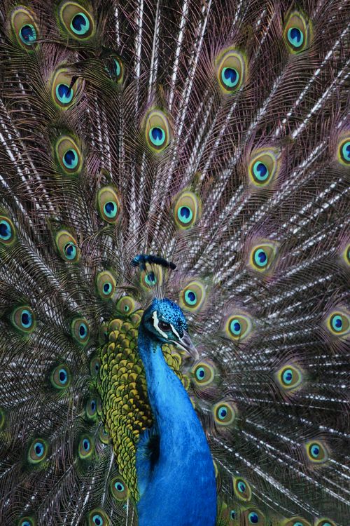 Free Close-up of a peacock showcasing its vibrant blue and green feathers. Stock Photo