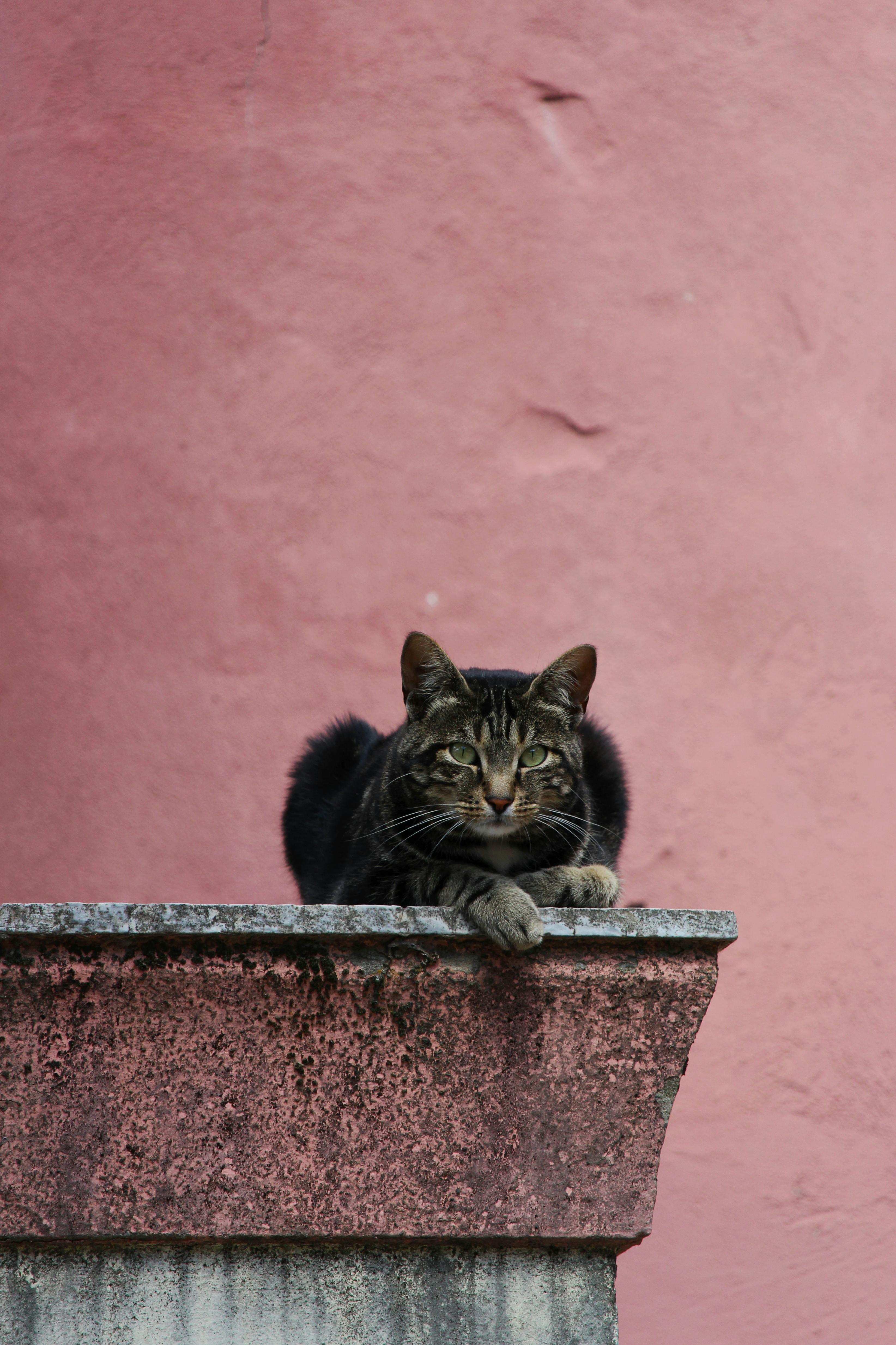 A tabby cat rests on a stone wall against a pink backdrop, looking relaxed.