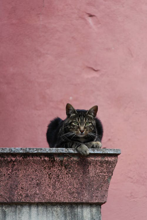 A cat is sitting on top of a ledge