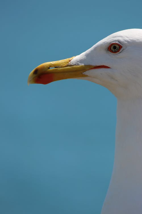 A close up of a seagull's head with a blue sky in the background