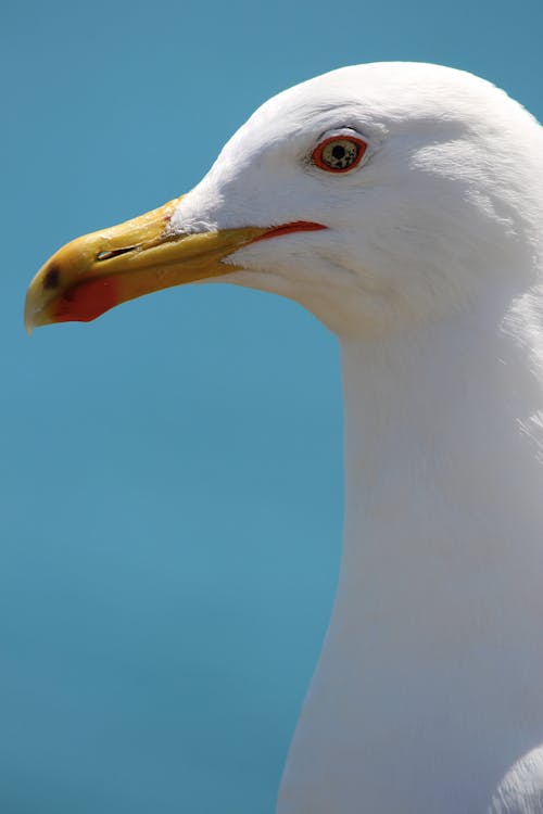 A close up of a seagull's head