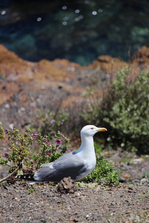 A bird is sitting on the ground near some bushes