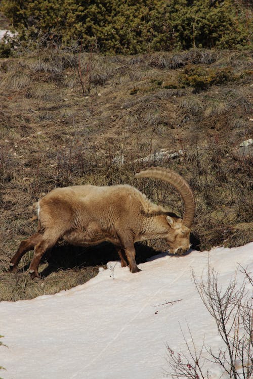 A goat is walking on a snowy hillside