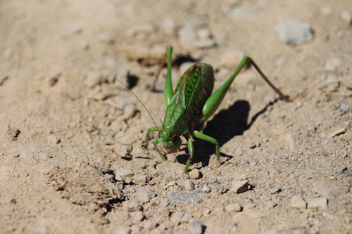 A green grasshopper is standing on the ground