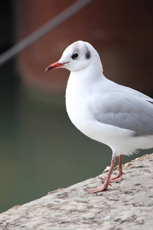 A bird standing on a ledge