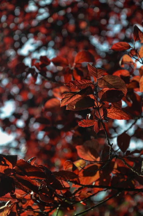 Free stock photo of natural light, red leaf, red leaves