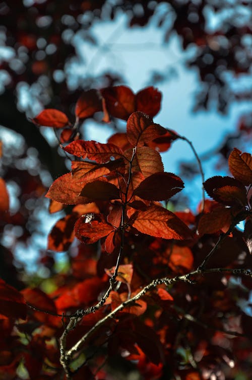 Free stock photo of red leaf