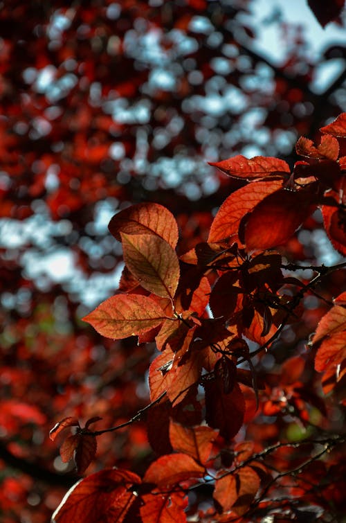 Free stock photo of red leaf