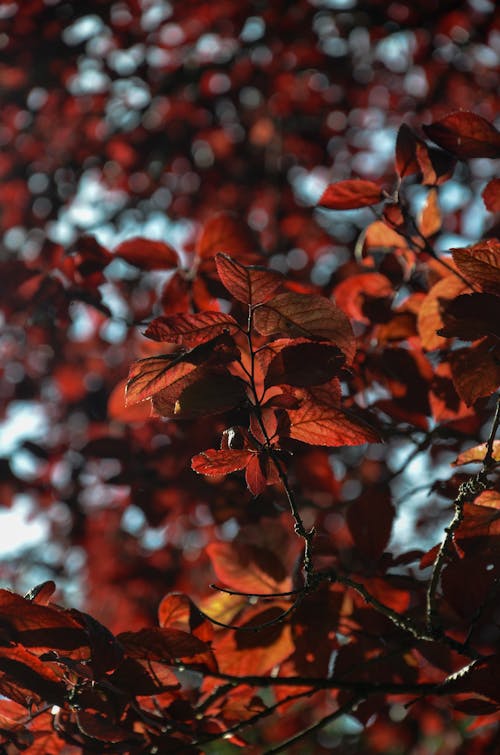 Free stock photo of red leaf