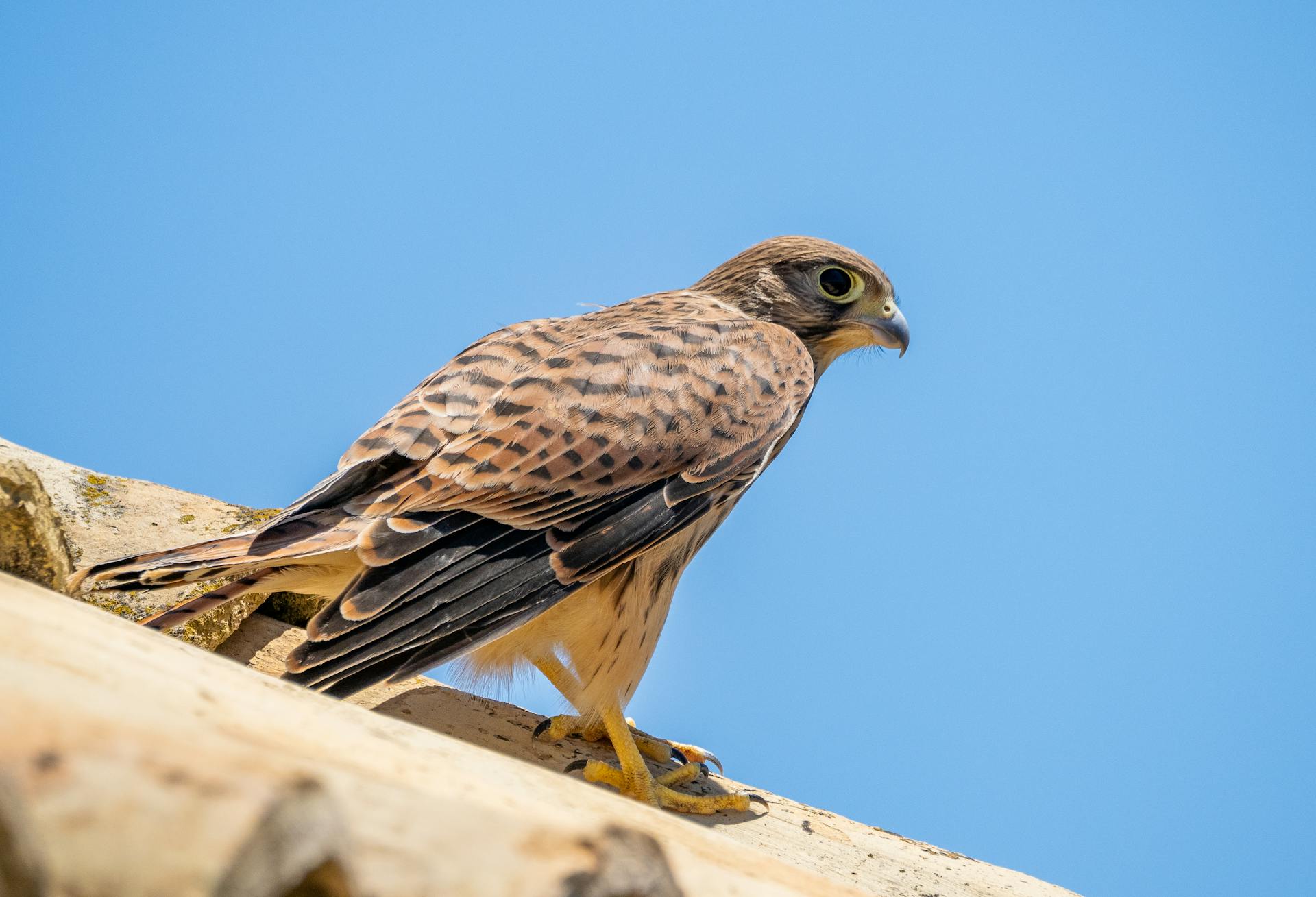 Side View of Common Kestrel Bird Standing on Wooden Logs