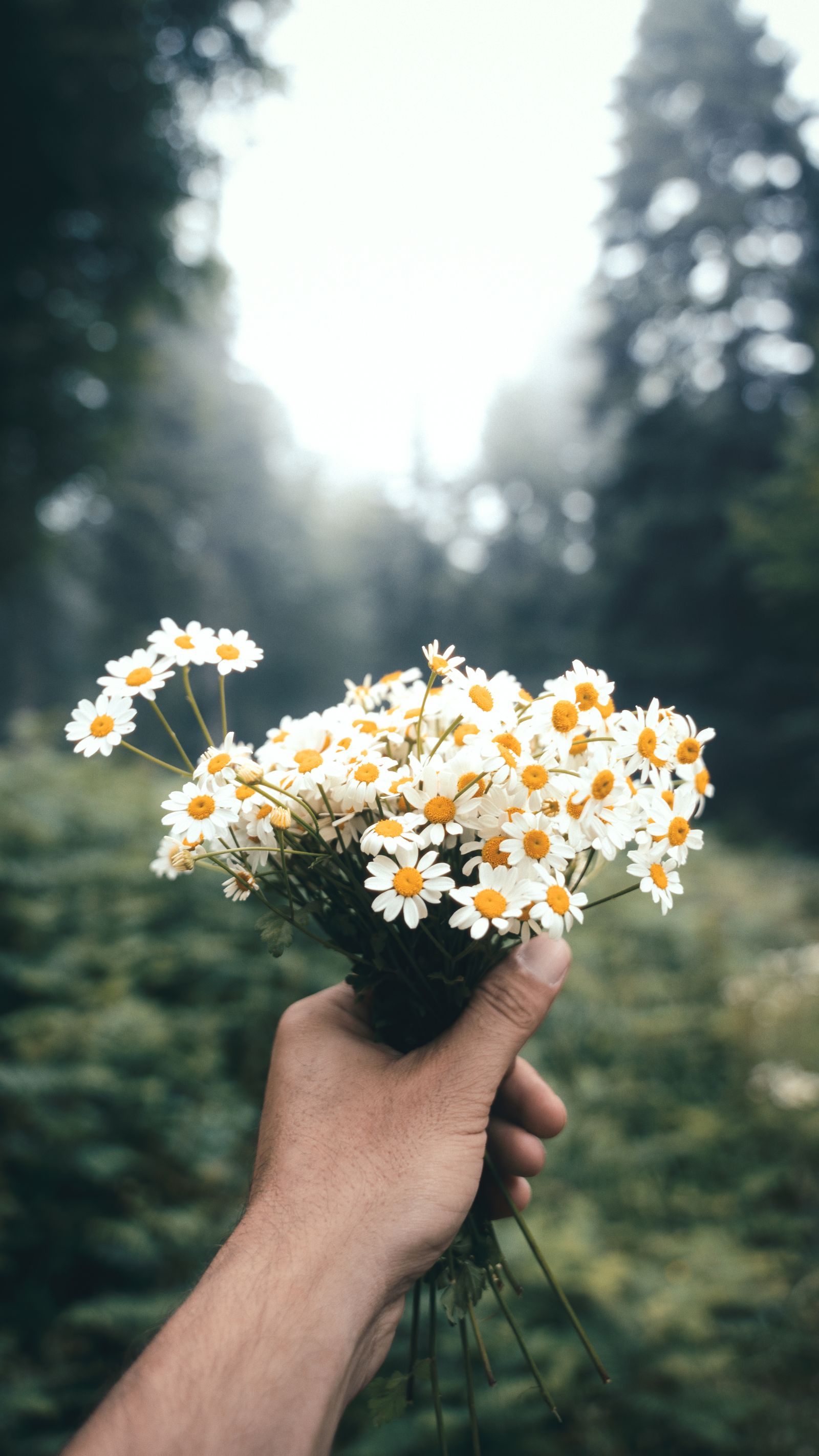 Forest Green Aesthetic Photos, Download The BEST Free Forest Green Aesthetic Stock Photos & HD ...