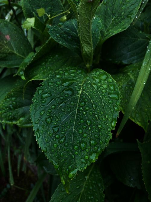 Free Close-up of a wet green leaf with water droplets in a lush botanical setting of Trabzon, Türkiye. Stock Photo