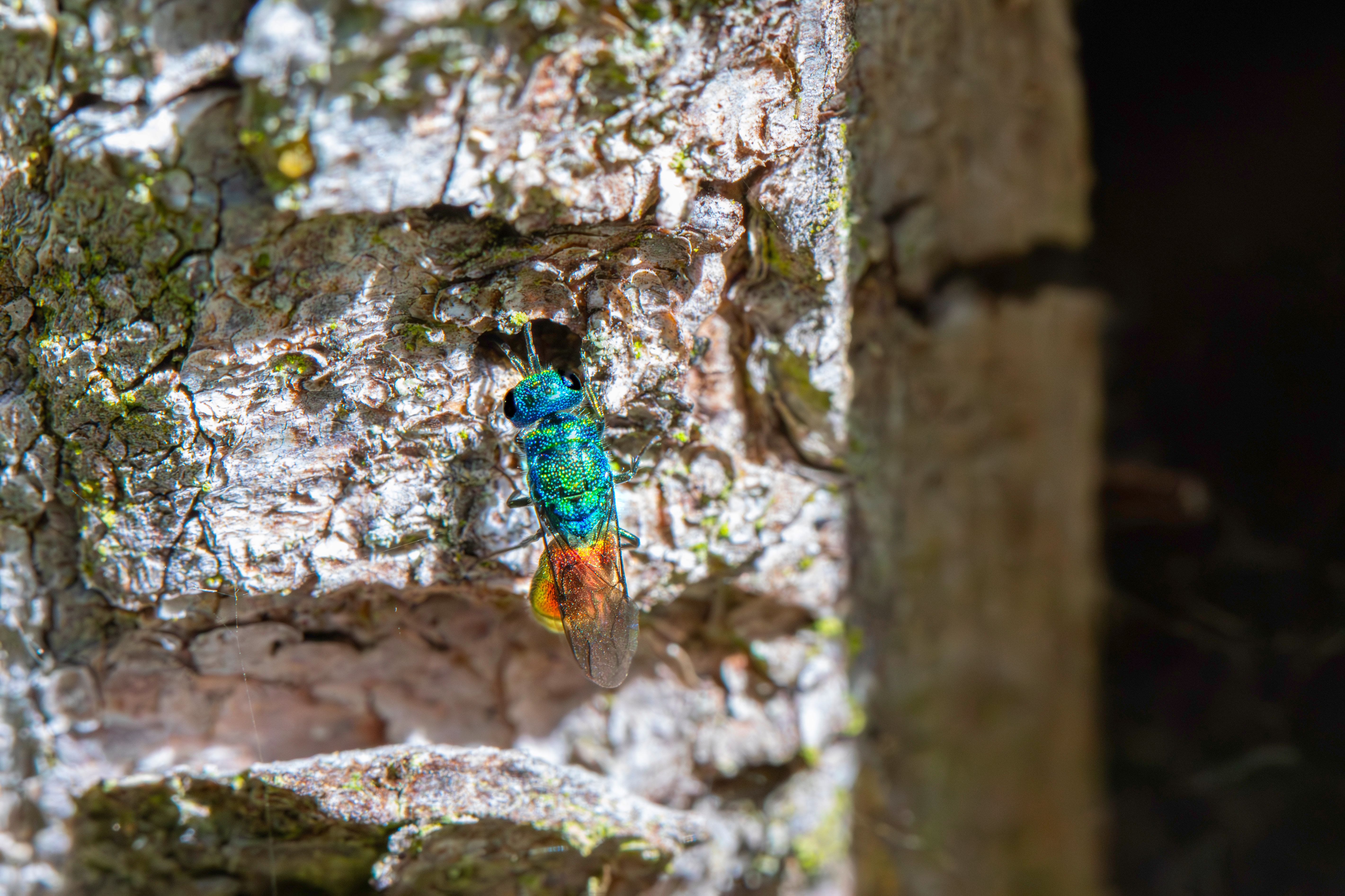 A colorful insect on the side of a tree · Free Stock Photo