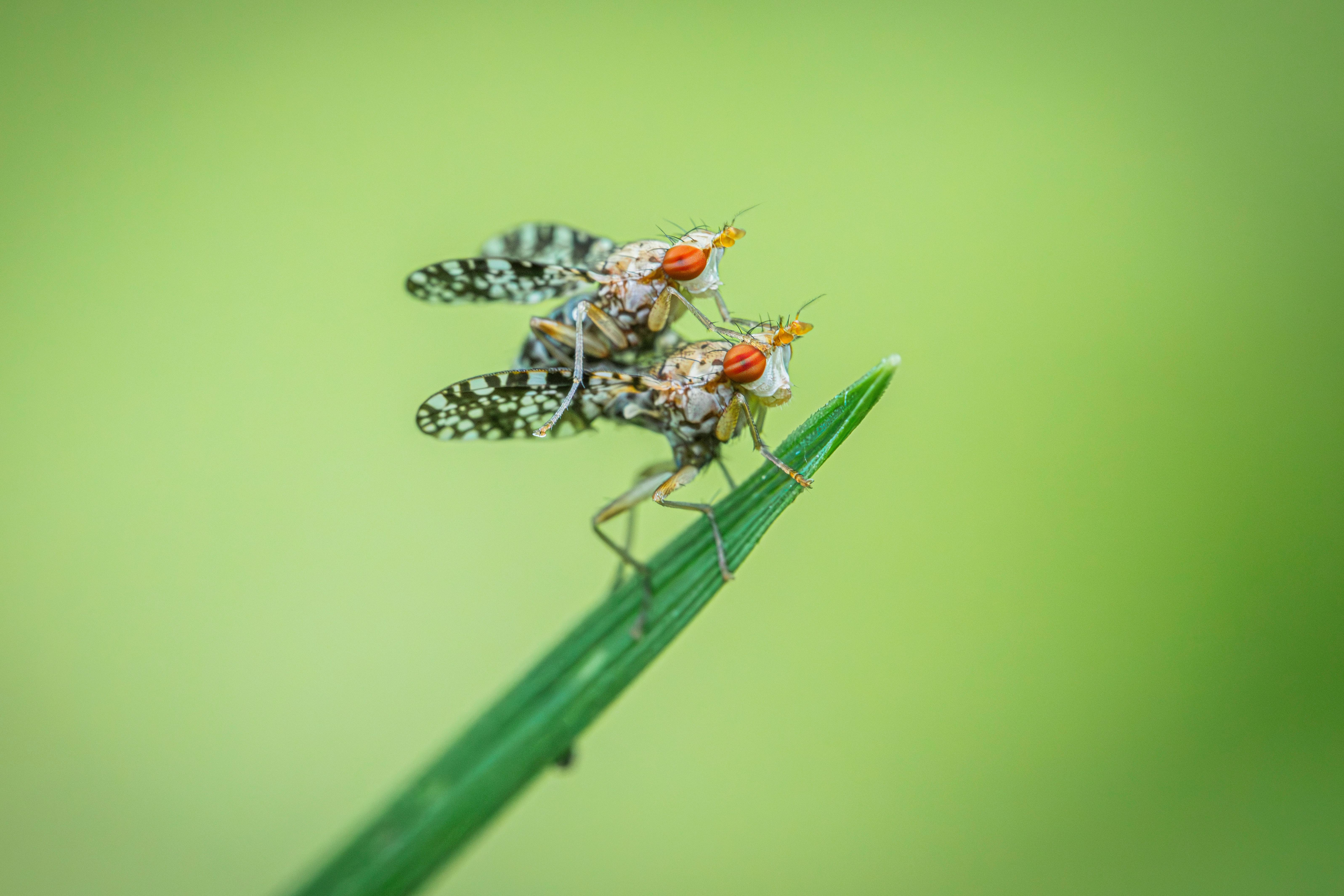 Nigeria's Governance Crisis: Institutional Fragmentation Threatens Investment Stability and Market Predictability