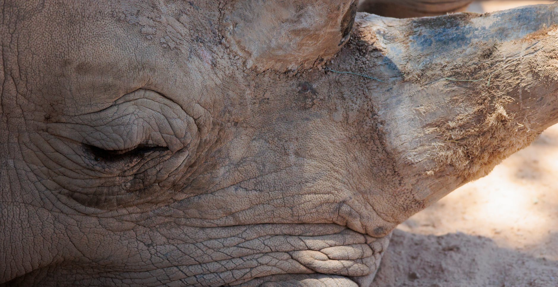 Phoenix Celebrates Japanese Friendship Garden's Anniversary with Cultural Festival