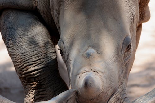 Imagine de stoc gratuită din animal, copil asiatic, elefant