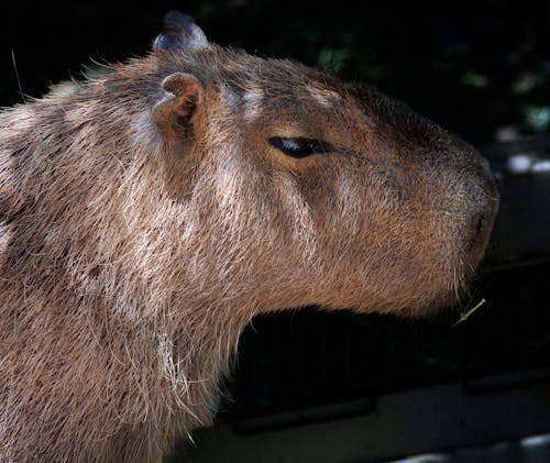 Δωρεάν στοκ φωτογραφιών με capybara, κεφάλι, λειτουργία πορτρέτου