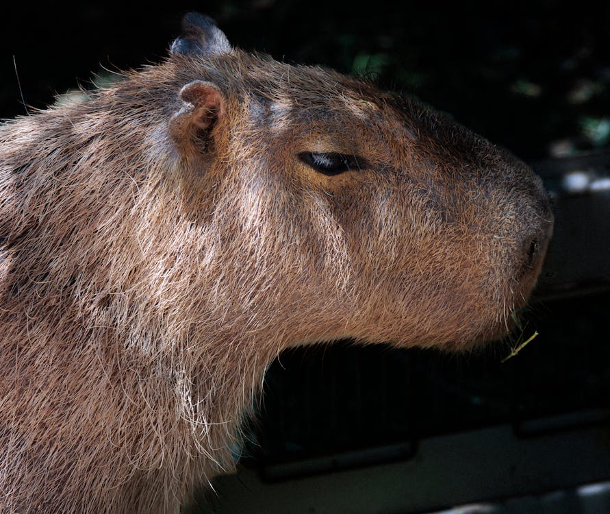 Capybara