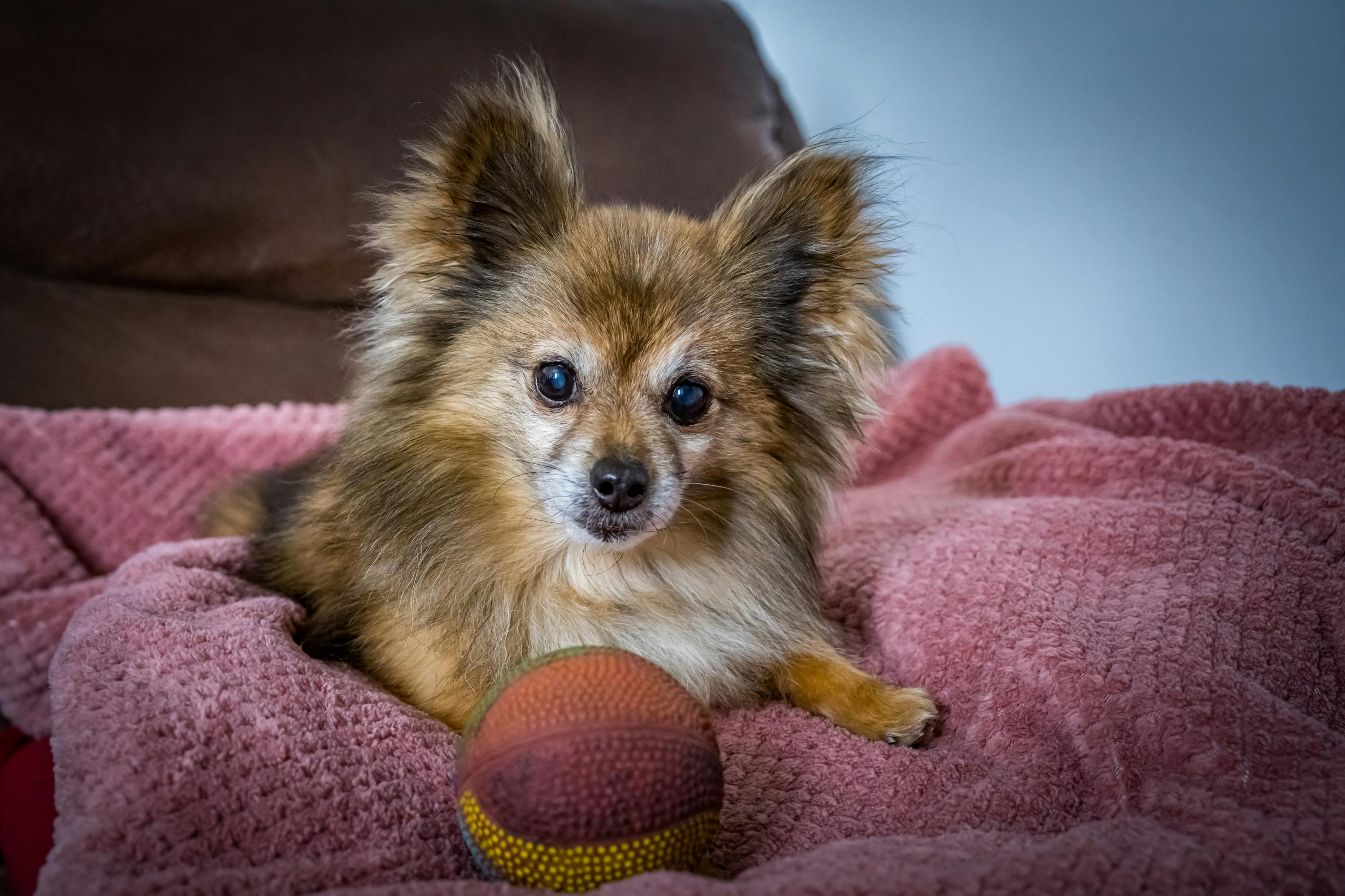 pet insurance pet finance and insurance — Photo by Jack Beaudoin on Pexels