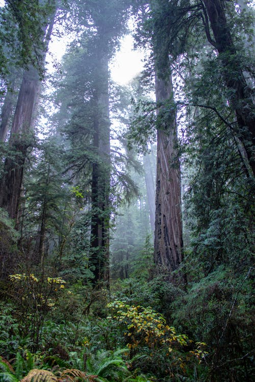 Low-angle Photography of Green Leafed Trees