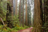 穿过薄雾弥漫的晨间小径，探索雄伟的红杉森林