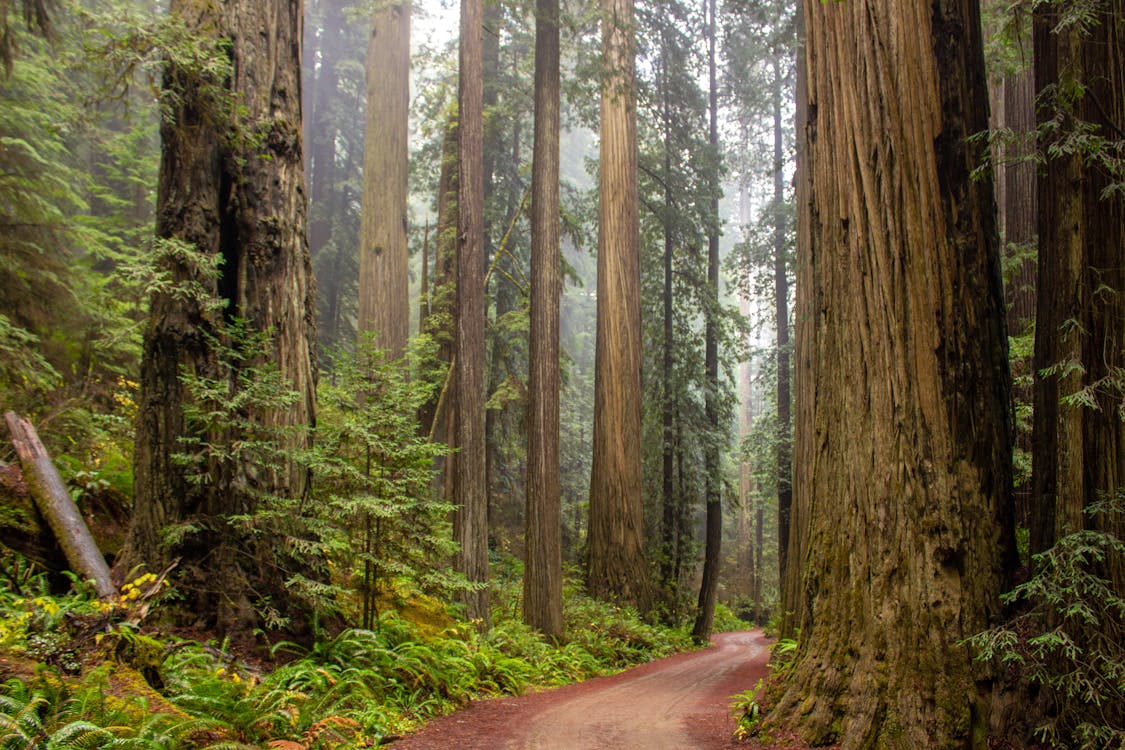 Trees Beside Road