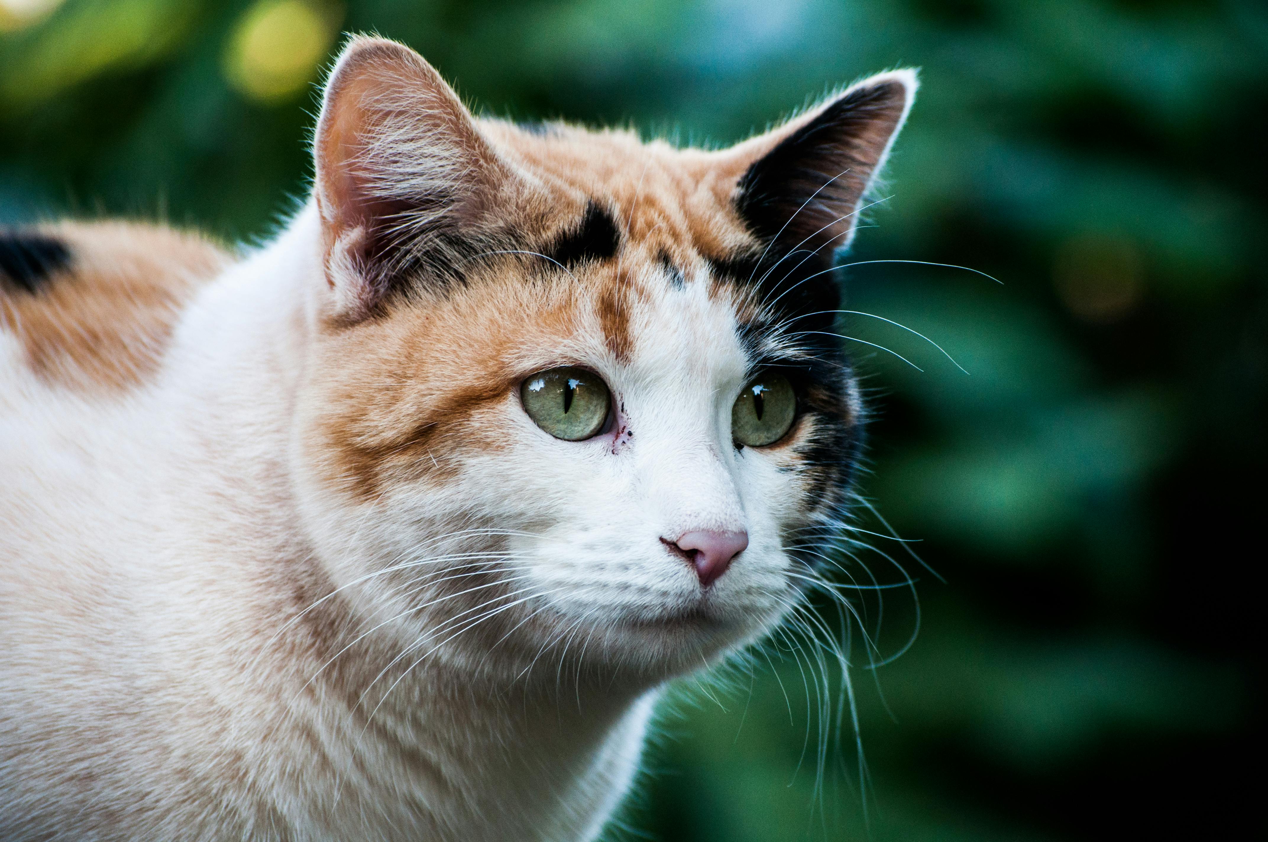 calico cat with green eyes