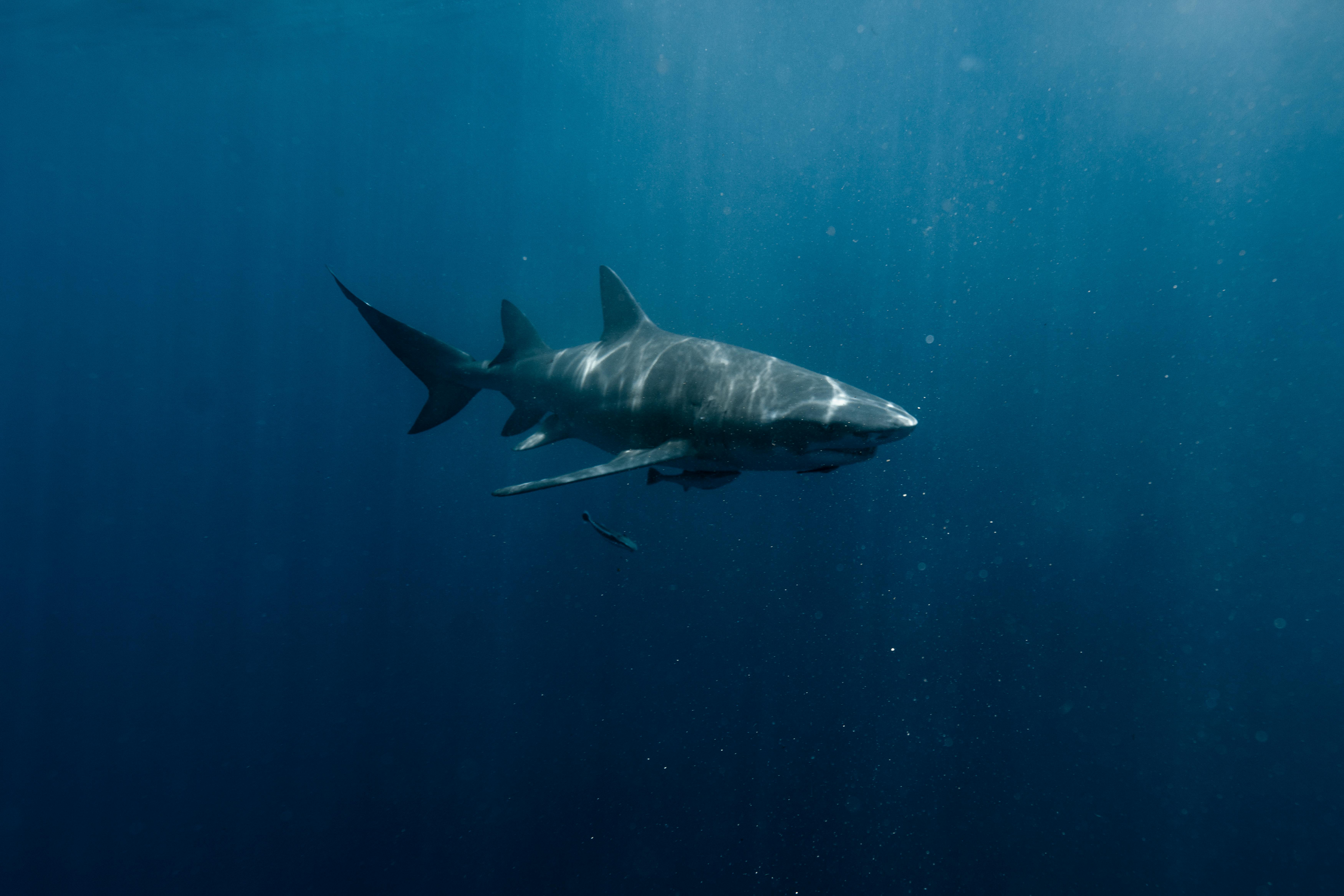 underwater photo of a shark