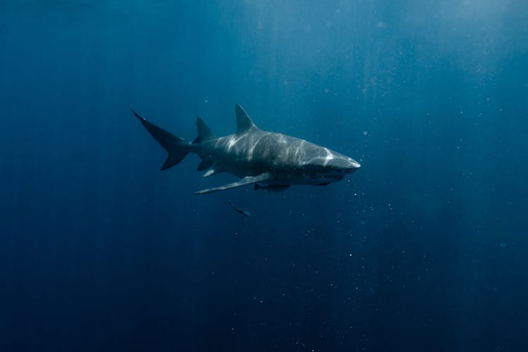 Underwater Photo Of A Shark 