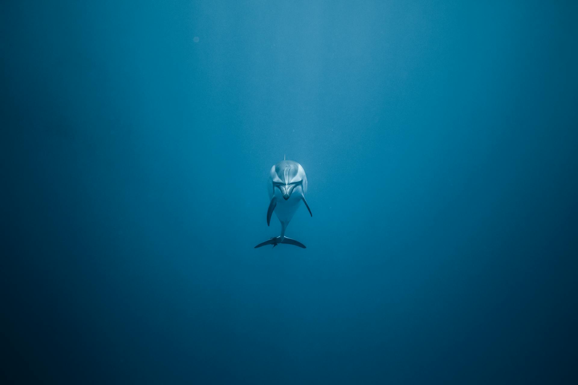 A solitary dolphin gracefully swims in the deep blue ocean, showcasing underwater tranquility.