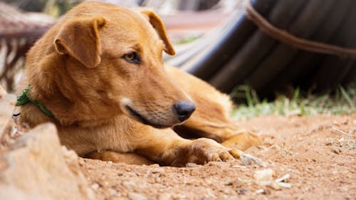 Free stock photo of baby dog