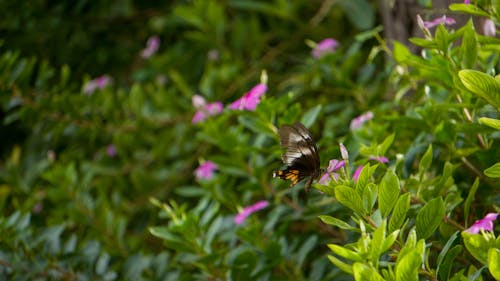 Free stock photo of beautiful flower, beauty in nature, butterfly