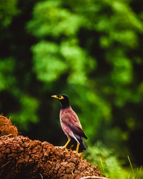 Photos gratuites de Adobe Photoshop, beauté, beauté dans la nature