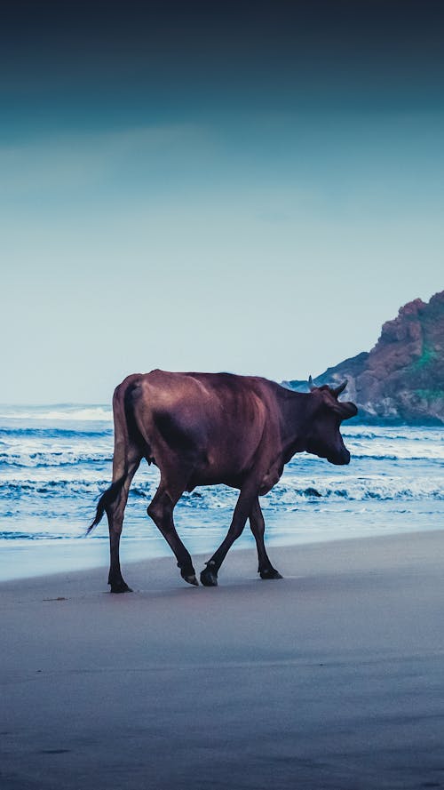 Photos gratuites de animal, animaux de ferme, fond d'écran