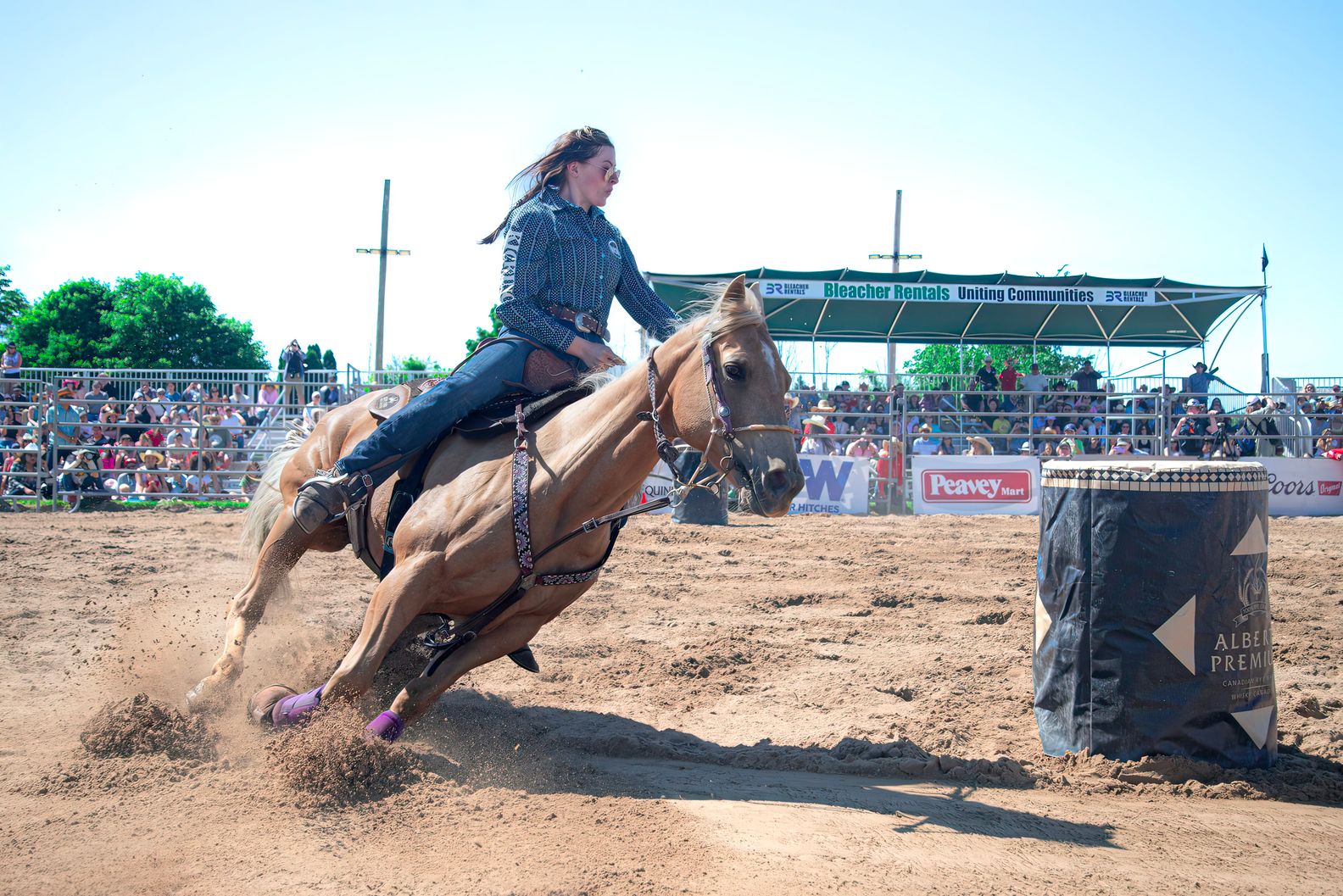 Rodeo Horses: Skills, Training, and Importance Today