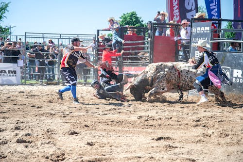 Fotobanka s bezplatnými fotkami na tému akcia, býk, cowman