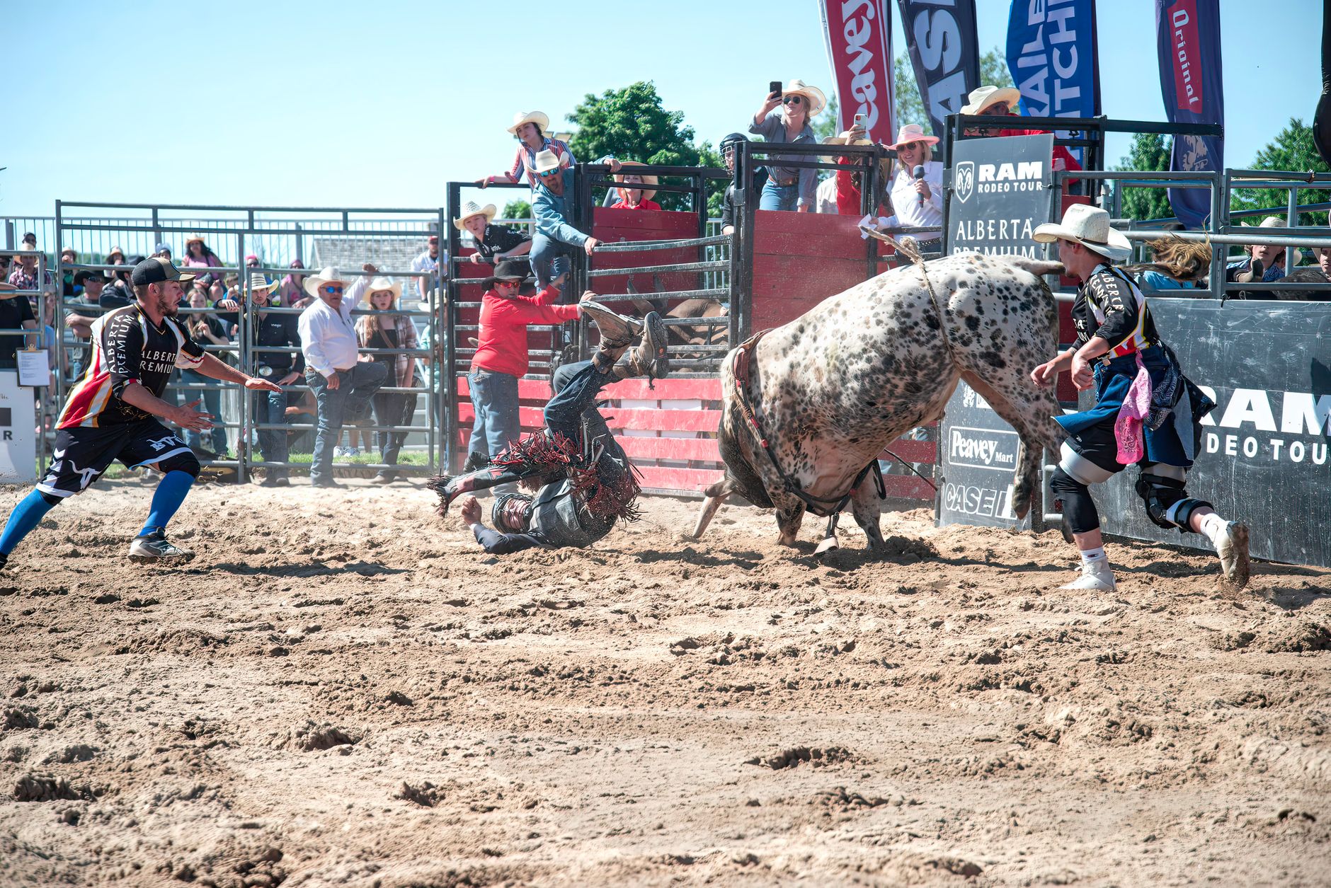 Rodeo bull rider in mid-air fall with a bull and spectators in intense action scene.