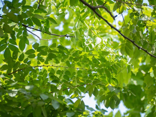 Foto profissional grátis de ecológico, folha, folha verde