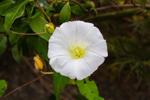 Free stock photo of flower, summer flower, white flower