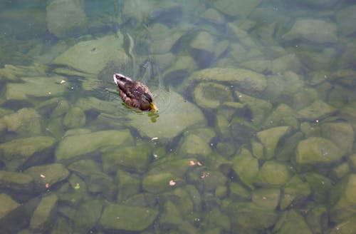Free stock photo of gander, lake, waterfowl