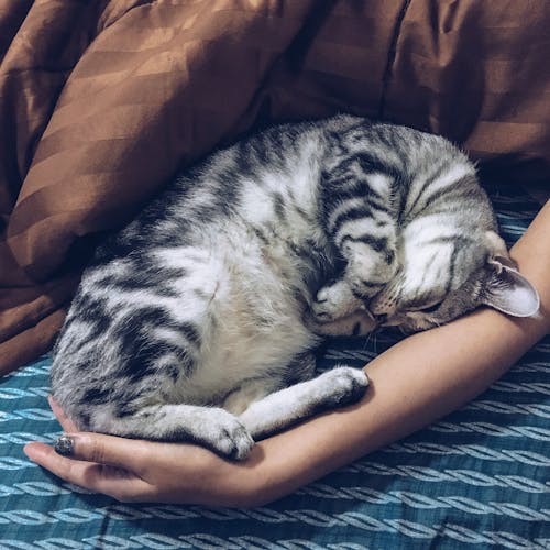 Silberne Tabby Katze Neben Dem Arm Der Person