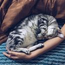 室内，一只灰色虎斑猫正安静地睡在一个人的手臂上