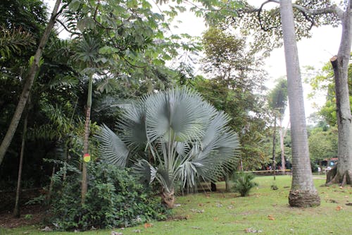 Free stock photo of botanical garden, palm tree, trees