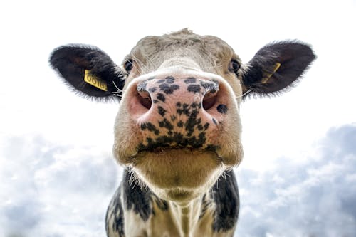 Tête De Vache Laitière Noir Et Blanc