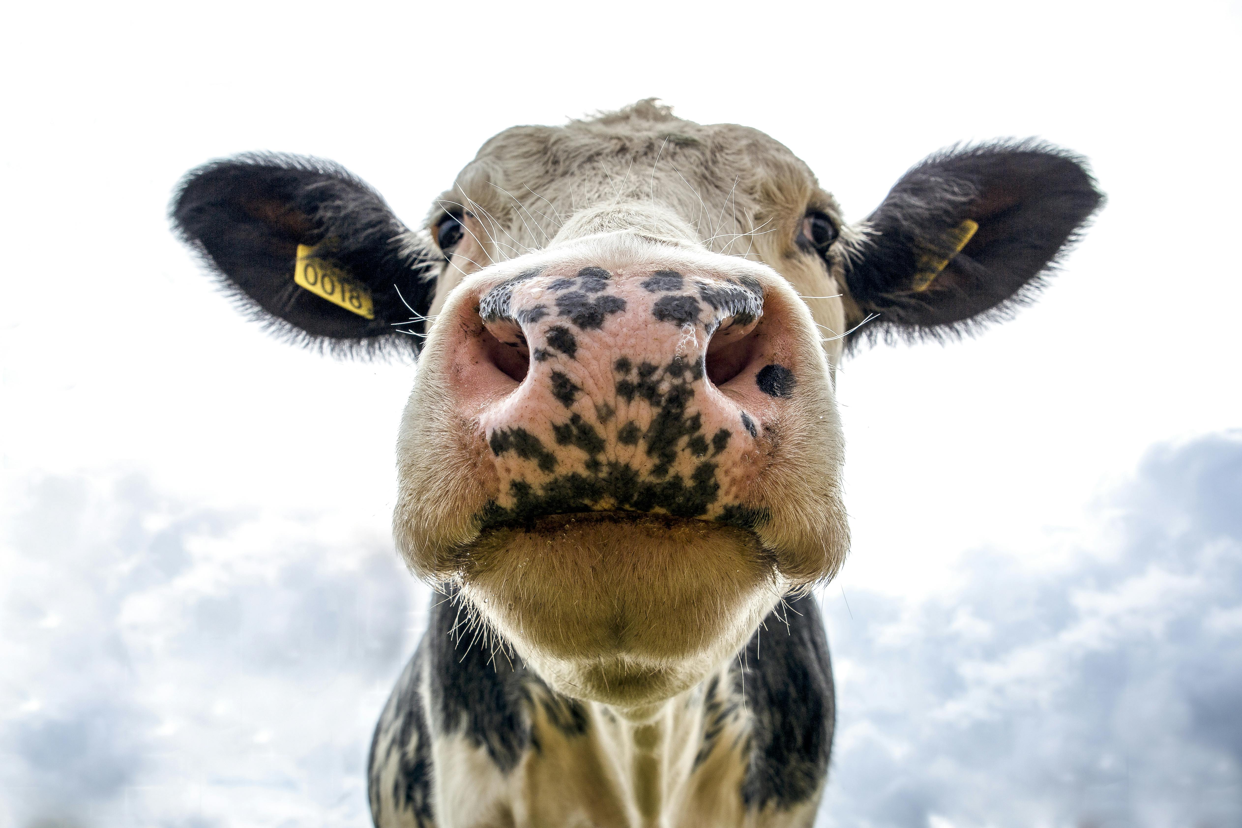1,000+ Best Cow Images · 100% Free Download · Pexels Stock Photos