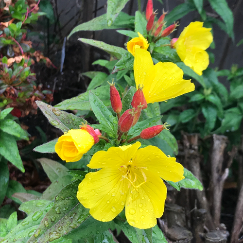 Free Sundrops (Oenothera tetragona) Stock Photo