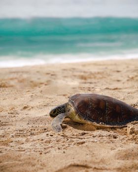 A sea turtle resting on sandy beach by the turquoise sea, displaying nature and wildlife.