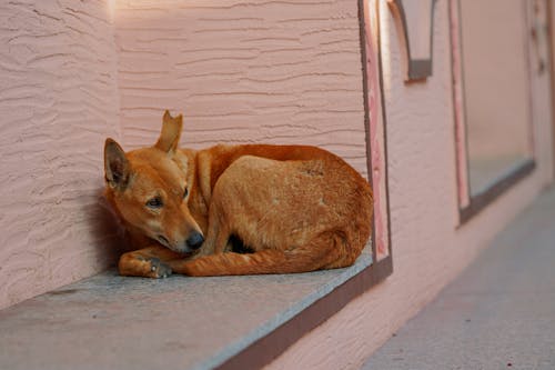 Foto d'estoc gratuïta de animal, animal domèstic, animal jove